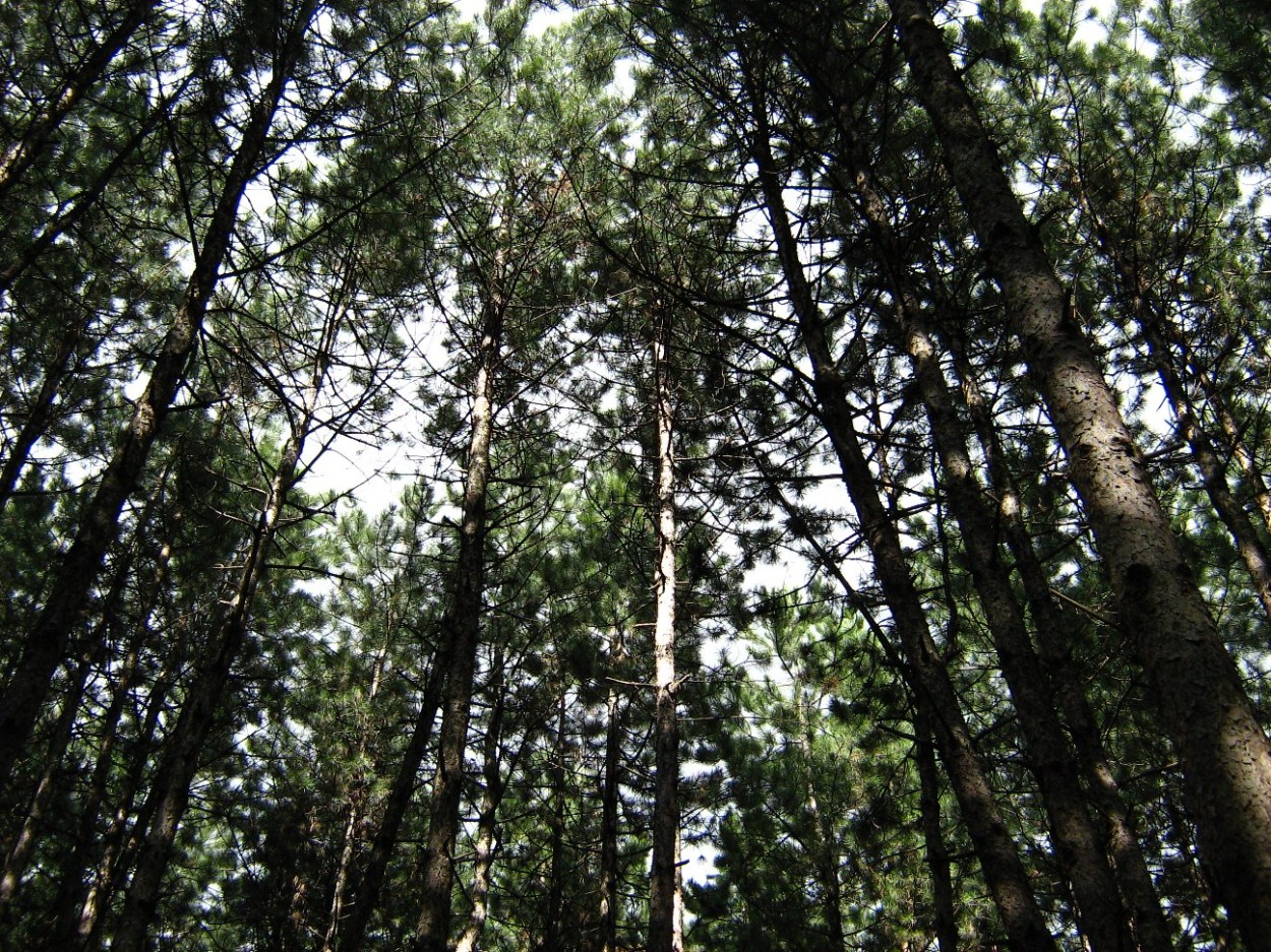 forest-trees.jpg